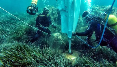 Técnicos retiran un anclaje de hormigón de una pradera de posidonia.