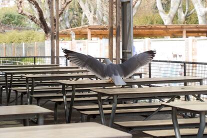 Una gaviota se ha adueñado de las mesas de un área de descanso del zoo de Barcelona, este viernes por la mañana.