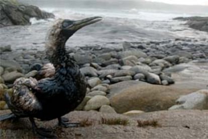 Un ave cubierta de fuel en una de las playas contaminadas.