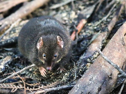 A male antechinus in an enclosure at Cape Otway, Australia.