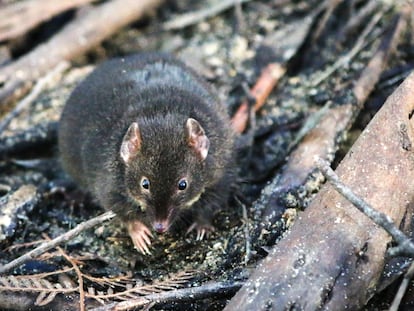 A male antechinus in an enclosure at Cape Otway, Australia.