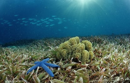 Al este de Borneo, la isla de Sulawesi, su nombre en indonesio, posee una de las mayores reservas de biodiversidad del planeta, que atrae a buceadores de todo el mundo. Al norte de la isla, el parque nacional de Bukanen reúne hasta 300 tipos de coral diferentes y unas 3.000 especies marinas; desde multitud de coloridos peces tropicales como el mandarín, hasta rarezas como el pez rana peludo o los caballitos de mar pigneos, y bellezas como la estrella de mar azul de la imagen.