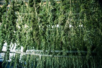 En un galpón de la finca de Quinamávida se secan boca abajo las plantas de marihuana que han sido cosechadas. A una temperatura de 22 grados y 50% de humedad, en una semana deberían estar listas para ser molidas y trasladadas al Laboratorio Knop.