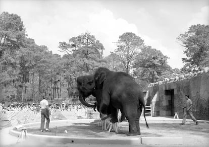 Domador dando un espectáculo de elefantes en el zoológico de Chapultepec.