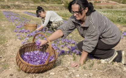 Dos cosechadoras de la flor del azafr&aacute;n en Les Garrigues.