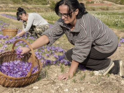 Dos cosechadoras de la flor del azafrán en Les Garrigues.