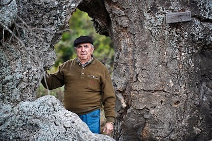 José Boixo, guarda mayor de la reserva biológica de Doñana entre 1965 y 2000, junto al esqueleto de un alcornoque muerto.