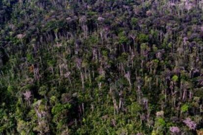 La deforestación de la selva amazónica se reduce un 53,6% en julio