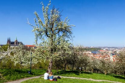 Quizás la más conocida de las colinas de Praga sea la de Petřín (en la foto). Bordea el castillo, sumerge sus laderas en el río Moldava y corona su cima con una torre con mirador desde el que contemplar el castillo, la ciudad vieja, el río y el barrio de Malá Strana. Hay también un parque con árboles frutales frecuentado por parejas, lo que ha hecho que se la conozca como colina de los enamorados. Por eso y porque en una de sus laderas se levanta la estatua del poeta romántico Karel Hynek Mách: dice la tradición que los enamorados que se besen junto a ella un Primero de Mayo disfrutarán de amor eterno.