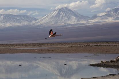 El desierto de sal de Atacama acoge a los flamencos en determinadas estaciones, ya que las condiciones especiales del terreno les permite encontrar alimento. 