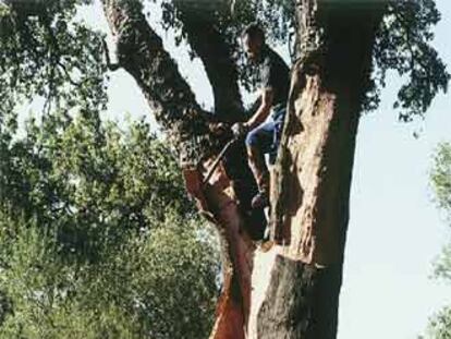 La pareja de corcheros corta a golpe de hacha la corteza del alcornoque, que luego despega distramente del árbol con su mango.