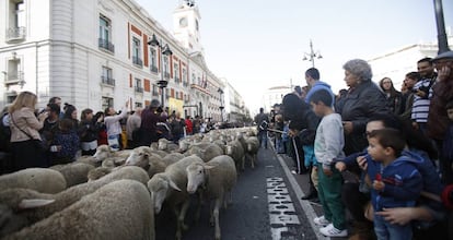 Los rebaños a su paso por la puerta del Sol.