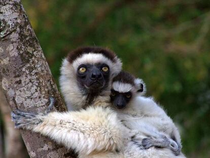 Los primates de tamaño medio, como estos sifaca de Verreaux, están entre las especies más perseguidas por los cazadores.