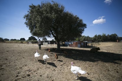 Animales en la finca de Wings of Heart.