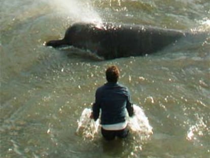 Un hombre intenta alejar a la ballena de la orilla del río.