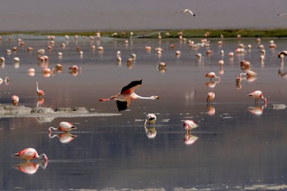 Una colonia de flamencos en un salar andino.