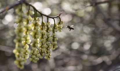 Una abeja ante las flores de un Stachyurus Praecox en el Jardín Botánico de Berlín, Alemania.