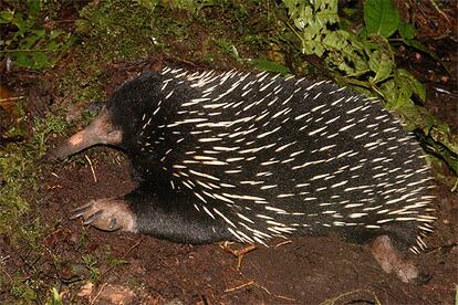 Un equinodermo (erizo) de pico largo, otra de las especies descubiertas por el equipo integrado por estadounidenses, australianos e indonesios.