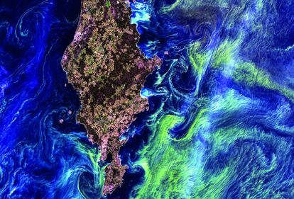 Como sacados de un cuadro impresionista, los remolinos verduzcos que rodean la isla sueca de Gotland, en el mar Báltico, están formados por fitoplancton, millares de microorganismos que afloran y pintan la superficie marina debido a las corrientes profundas.