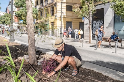 Carlos Marqués, retoca un cóleo en el jardín vecinal Gloria Fuertes de la plaza de Lavapiés, este lunes.