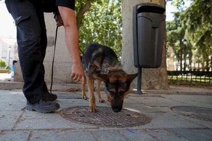 Un policía y su perro supervisan la zona de la Plaza de Oriente. Casi 6.000 policías velaran por la seguridad durante la ceremonia de proclamación.