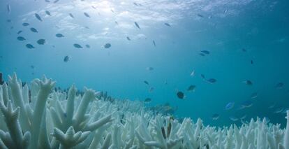 Detalle del blanqueo masivo que sufre la Gran Barrera de Coral, situado en el noreste de Australia, en Vlassof Cay (Australia), en una foto del pasado 6 de marzo.