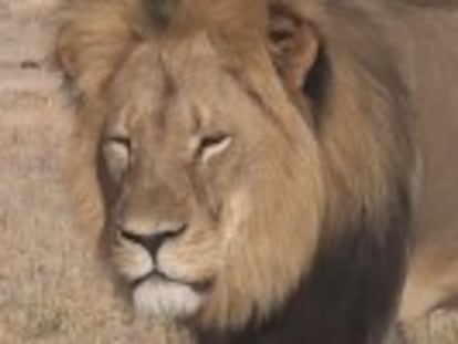 Zimbabwe authorities are looking for Spanish hunter who allegedly killed one of Africa s best-known big cats