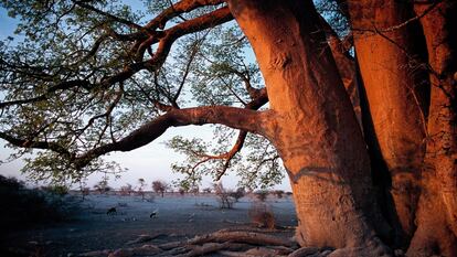 El baobab de Chapman tiene unos 25 metros de diámetro. De esta especie se aprovecha todo. 