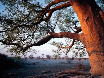 El baobab de Chapman tiene unos 25 metros de diámetro. De esta especie se aprovecha todo. 