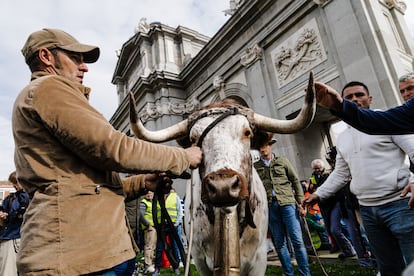 Un ganadero sujeta a un cabestro durante la concentración de agricultores en la Puerta de Alcalá, este miércoles. 