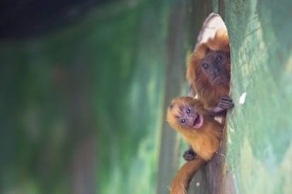 Un mono tamarino león dorado sostiene a su bebé recién nacido en un zoológico en Jerusalén.