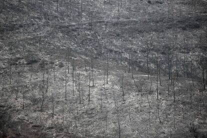 Boscos devastats per l'incendi a la zona de l'urbanització de Ca l'Esteve, a Sant Salvador de Guardiola.