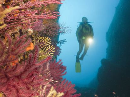 Un bussejador entre els coralls vermells de les illes Medes (Costa Brava).