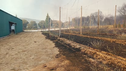 Una de las plantaciones de lúpulo afectadas de Carucedo. Imagen proporcionada por la empresa de Cerveza e Hidromiel Castreña.