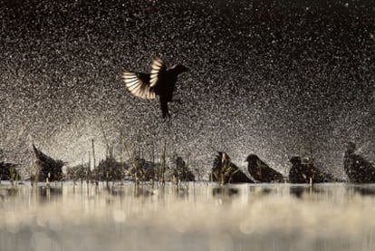 Premio del concurso FotoAves2010, en la categoría Aves de España (un certamen organizado por SEO/BirdLife)