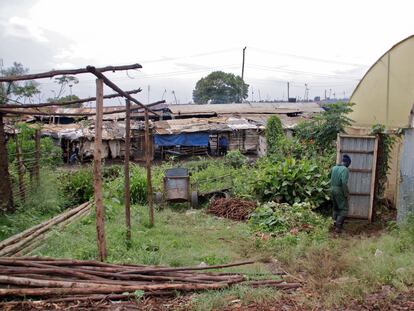 Una granja orgánica entre chabolas