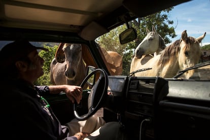 "El caballo es un espejo", dice Fernando Noailles, "son criaturas gregarias, nacidas para vivir en rebaños". En la foto, Noailles sentado en su automóvil y rodeado de caballos, en Guadalix de la Sierra.