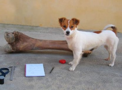 Un perro junto a un fémur de mamut.