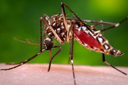 Hembra del mosquito Aedes aegypti, transmisor de la fiebre del Nilo.