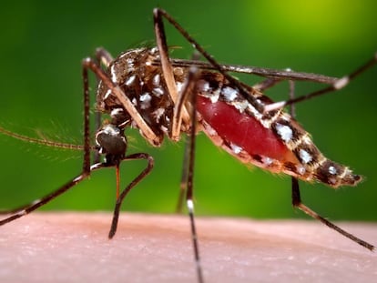 Hembra del mosquito Aedes aegypti, transmisor de la fiebre del Nilo.