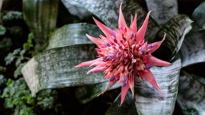 La 'Aechmea fasciata' es una especie de planta con flores de la familia de las bromelias, originaria de Brasil.