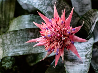 La 'Aechmea fasciata' es una especie de planta con flores de la familia de las bromelias, originaria de Brasil.