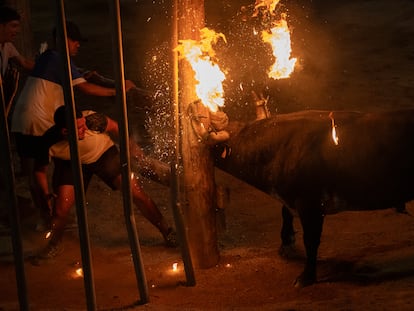 Un festejos de 'bou embolat' en la localidad tarraconense de Lligallo del Gànguil, el paso junio, en una imagen cedida por AnimaNaturalis.
