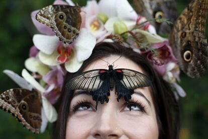 Una mujer posa con una gran mariposa mormona amarilla posada en su frente, en Woking (Reino Unido).