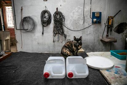 Es muy corriente que alguno de los gatos de la calle, las crías o los más mansos, acaben metidos en casa de las voluntarias.