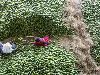 Trabajadoras indias en el mercado de frutas de Gaddiannaram, en Hyderabad.