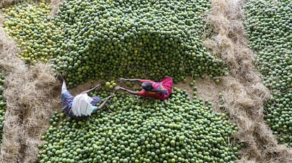 Trabajadoras indias en el mercado de frutas de Gaddiannaram, en Hyderabad.