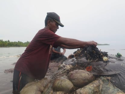Un hombre retira este lunes trozos de plástico del cadáver de una ballena en el Parque Nacional Marino de Wakatobi (Indonesia).