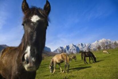 Caballos en el valle de Liébana (Cantabria).