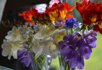 Fresias blancas, rojizas y violetas, flores con un inconfundible perfume dulce.